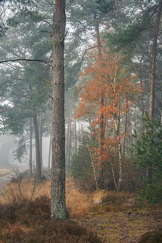 The Orange birch tree