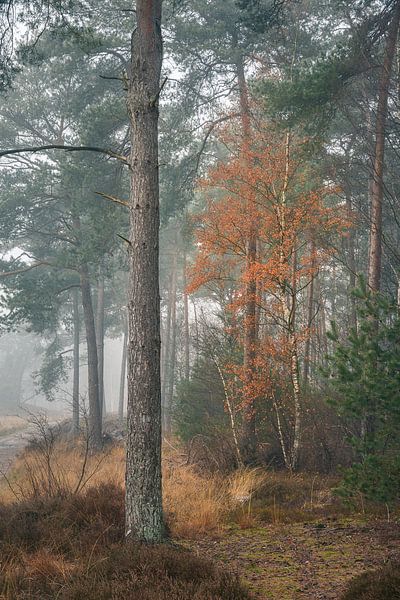 The Orange birch tree par Thijs Kupers
