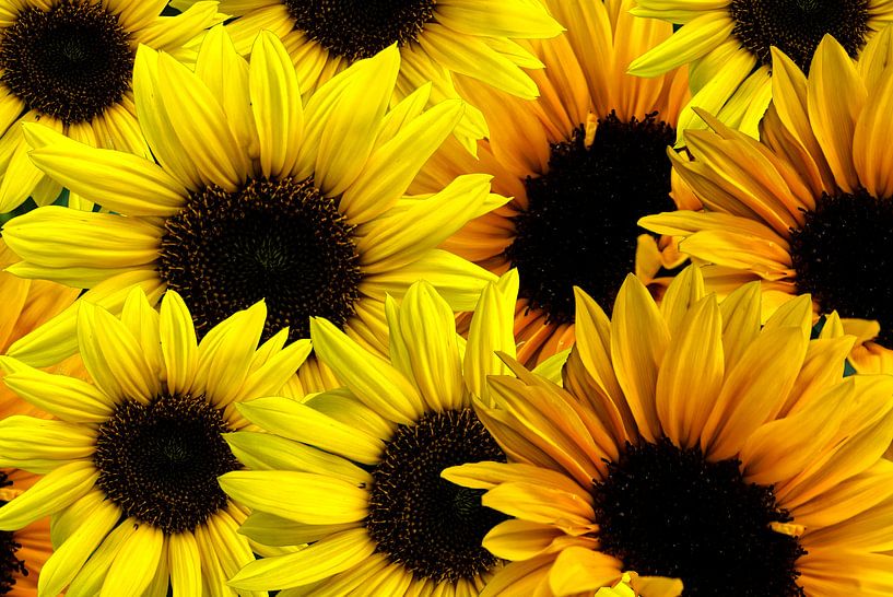 Sonnenblumen Muster von Patricia Piotrak