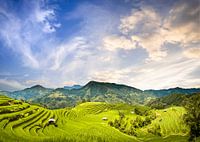 Rice fields Vietnam