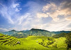 Rizières au Vietnam