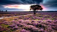 Heide in bloei