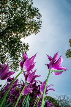 Paarse tulpen