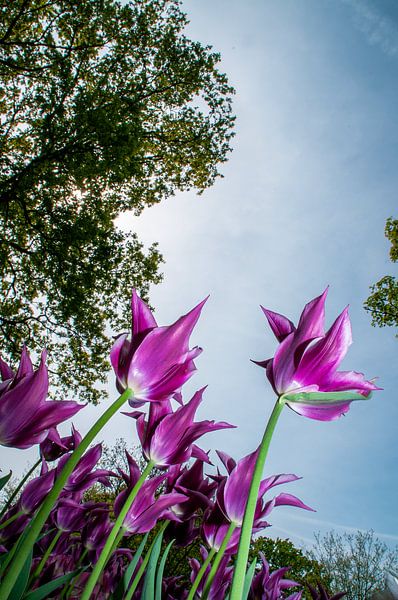 Purple tulips by Léontine Lamers