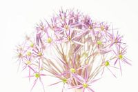Blumenkunst von Allium