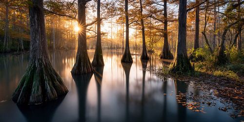 In the splendour of the morning