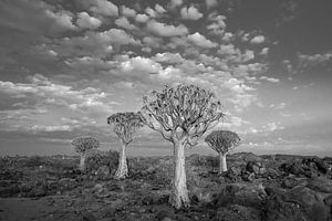 Cuisiner les arbres sur Felix Sedney