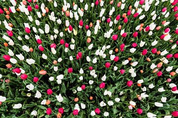 Feld mit verschiedenfarbigen Tulpenblüten (Tulipa Lilieae), aufgenommen von Werner Lerooy