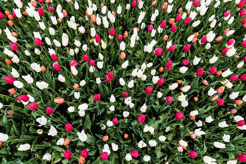 Field of different colors Tulip (Tulipa Lilieae) flowers, taken by Werner Lerooy