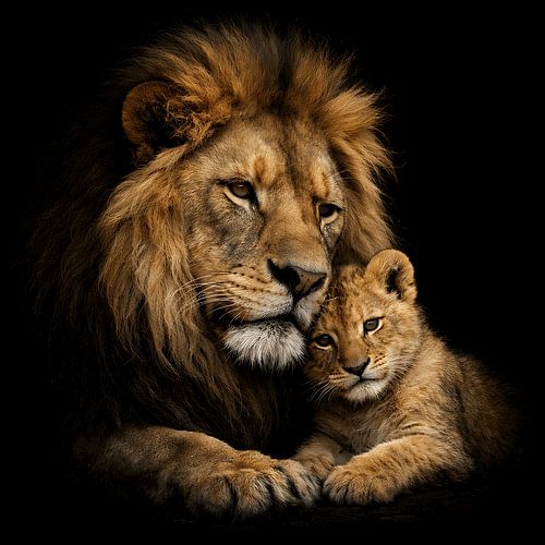 Lion et lionceau dans l'obscurité