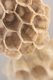 Struktur aus der Natur – Natürliche Linien in Brauntönen von Marjolijn van den Berg