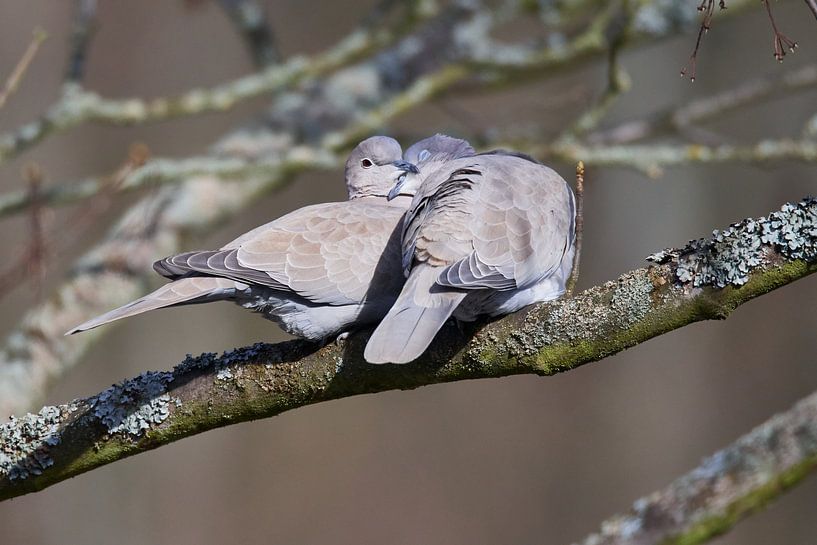 Türkentauben von Karin Jähne
