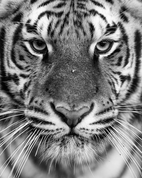 Nahaufnahme eines Tigers in schwarz-weiß von Patrick van Bakkum