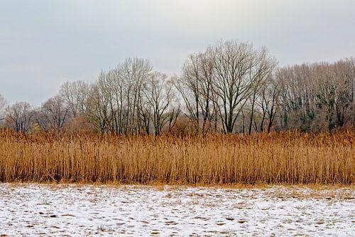 Winter in bourgoyen marshland
