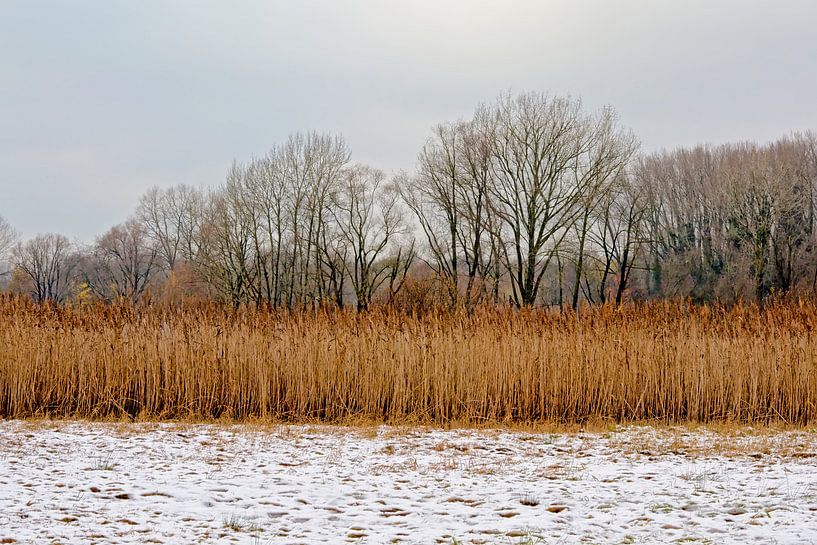 Winter in de meersen van de Bourgoyen von Kristof Lauwers