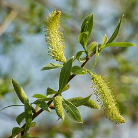 Leaves and flowers of a silver willow, Salix alba by Heiko Kueverling