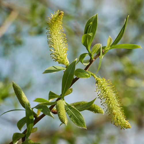 Feuilles et fleurs d'un saule argenté, Salix alba