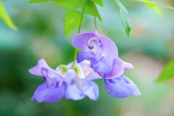 Exotische bloem 'Vigna caracalla' lila van Ivonne Fuhren- van de Kerkhof