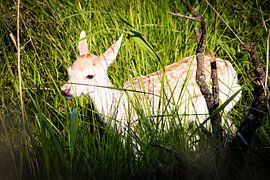 Jeunes cerfs dans les hautes herbes sur Marcel Alsemgeest