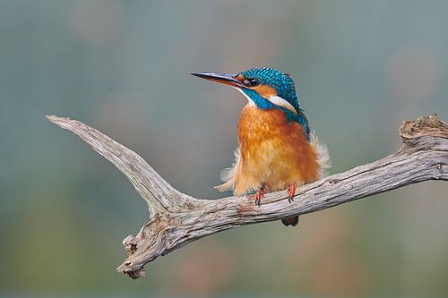 IJsvogel