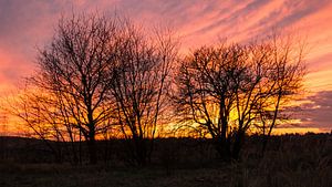 Sonnenuntergang hinter Bäumen