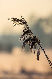 Winter Cold