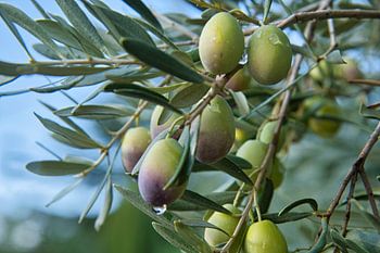 Olijven in de Provence