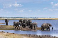 Olifanten langs de Chobe rivier van GoWildGoNaturepictures thumbnail