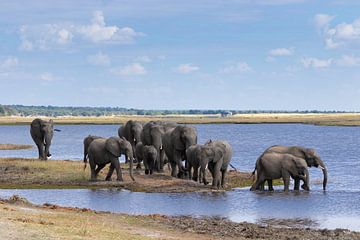 Olifanten langs de Chobe rivier van GoWildGoNaturepictures