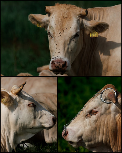 Blonde d’'-Aquitaine