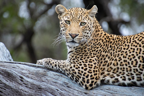 Der Blick eines Leoparden