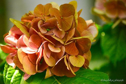 Hydrangea in autumn