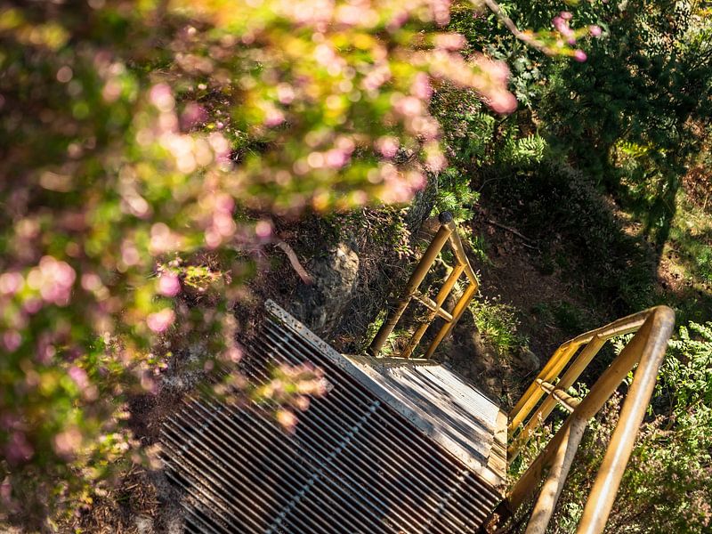 Spitzstein, Saksisch Zwitserland - Ladder naar het bergtopplateau van Pixelwerk