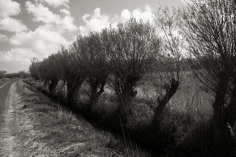 Landweg met knotwilligen van Abra van Vossen