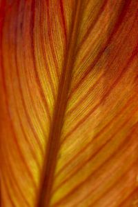 Blatt vom Indischen Blumenrohr