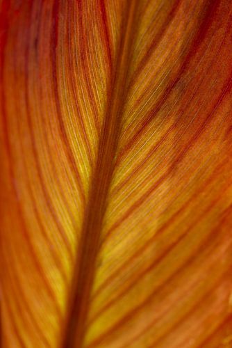 Leaf of the Indian flower reed