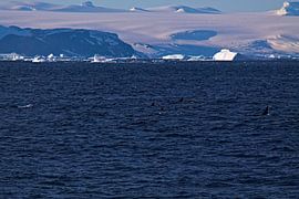 Hunting Orcas by Jânio Tjoe-Awie