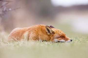 Slapende vos by Pim Leijen