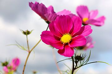 closeup van een cosmos bipinnatus of cosmea een prachtige paarse bloem