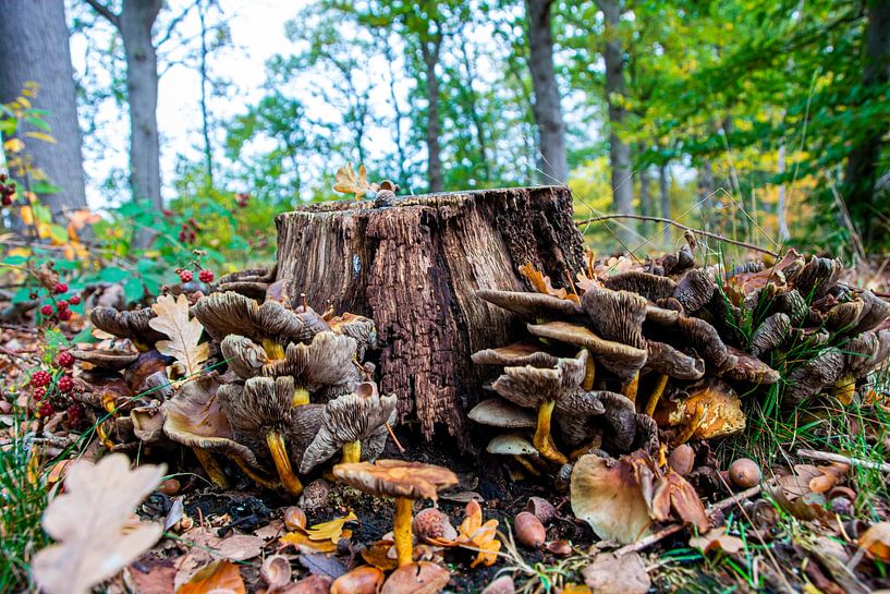 Automne par Roland de Zeeuw