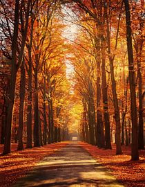 Herfstbos met kleuren