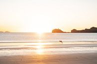 Australië - Wallabie op het strand in Cape Hillsborough van Amber Francis thumbnail