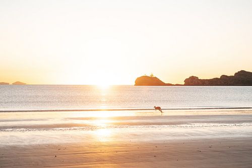 Wallabie on the beach