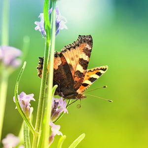Schmetterling