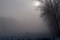 Horses in the fog.