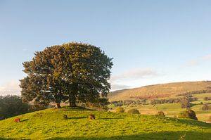 Wensleydale van Richard Wareham