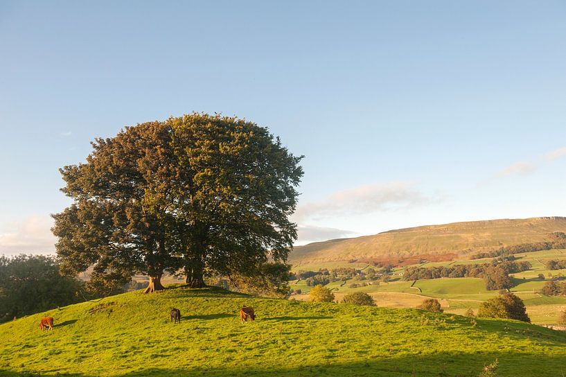 Wensleydale par Richard Wareham