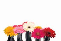 De schoonheid van de Gerbera