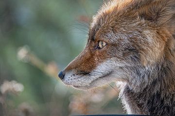Close-up profiel Portret van een vos van Harrie Muis