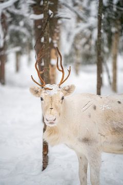 Witte rendieren in de sneeuw in het bos van Leo Schindzielorz
